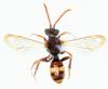 Nomada ruficornis